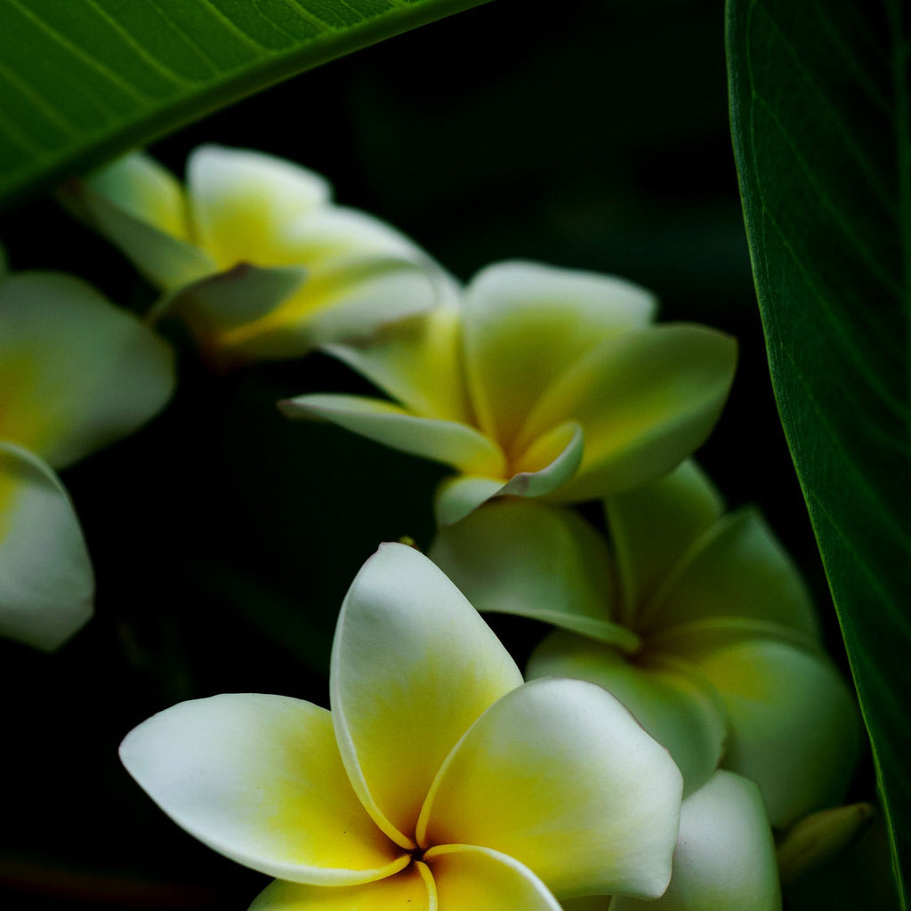 tropical flower candle for bathroom