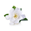 gardenia