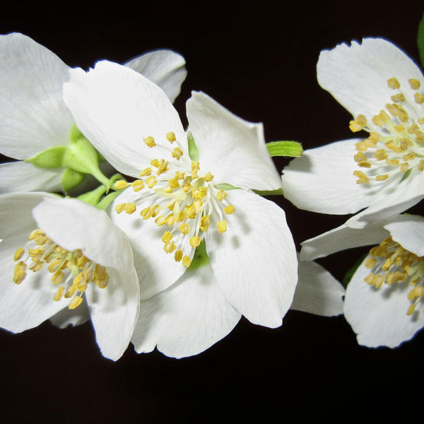 Relaxing jasmine scent