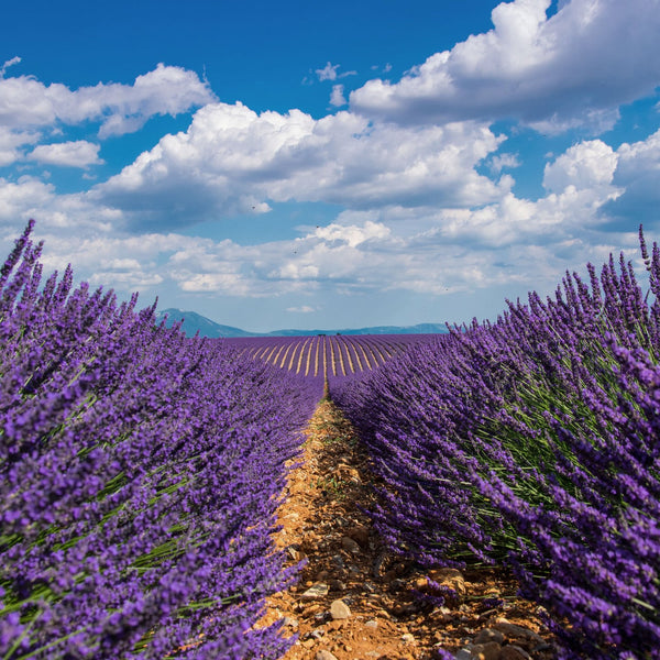 Relaxing lavender scent