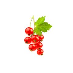 red currant