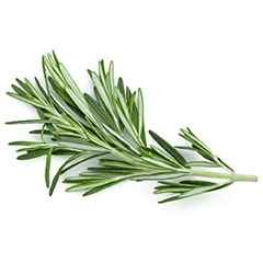 rosemary