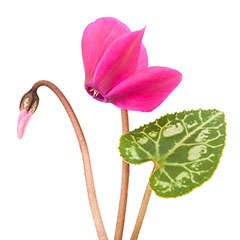 Cyclamen Petals