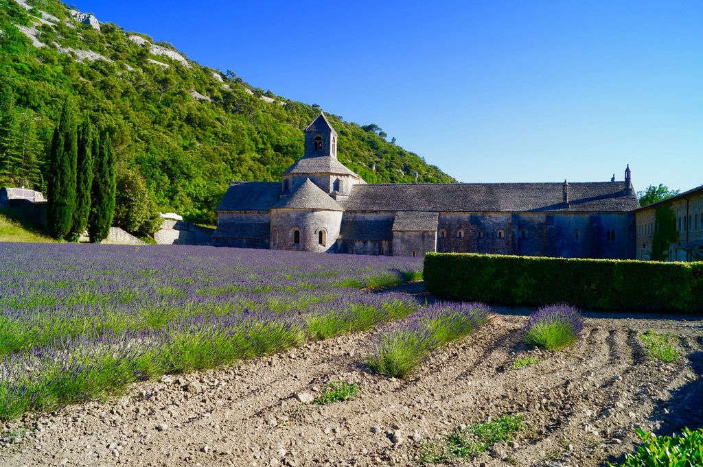 lavender fields