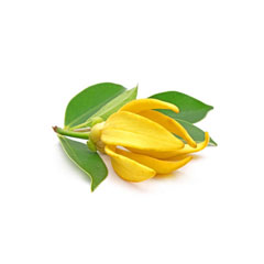 ylang ylang