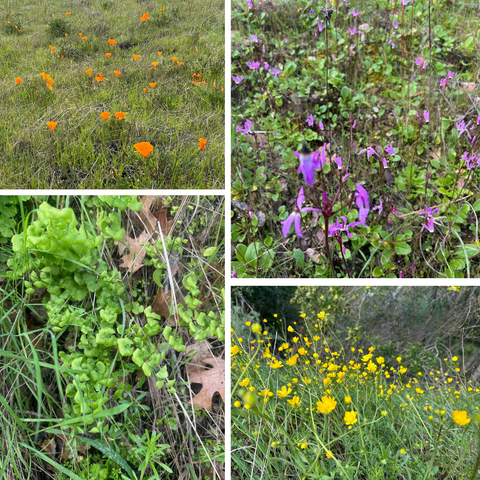 The image contains a collage of 4 photos showing different wildflowers growing in grassy or forested areas. The flowers include: (1) Orange California poppies scattered in grass; (2) Small purple flowers on thin stems amongst grass and leaves; (3) Bright green leaves of an unknown plant species; (4) Tiny yellow buttercup-like flowers densely covering the ground. The flowers appear to be blooming in spring or early summer based on the lush green vegetation surrounding them in a natural setting.