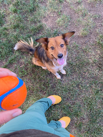 Emmy the dog ready to play. 