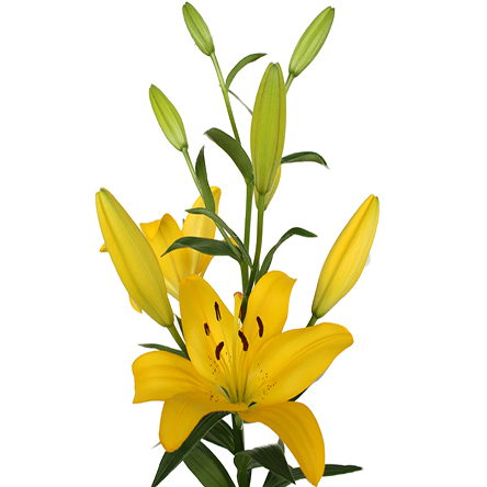 Lilies - Asiatic