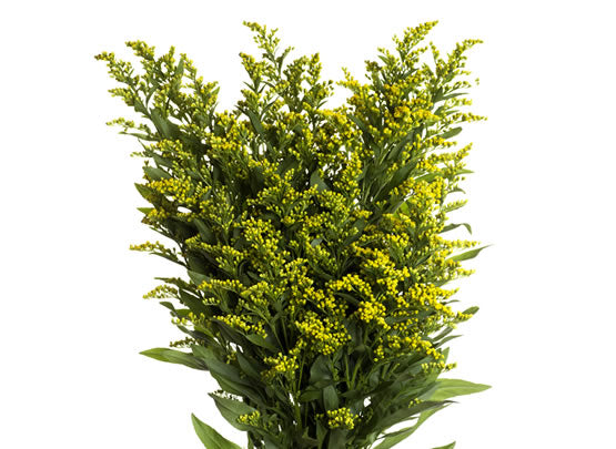 solidago bouquet