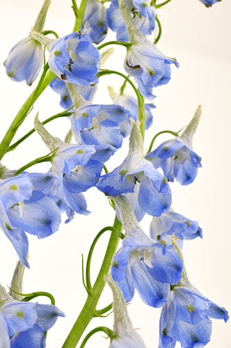 light blue delphinium