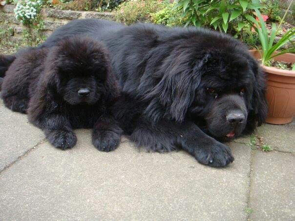 Newfoundland dogs