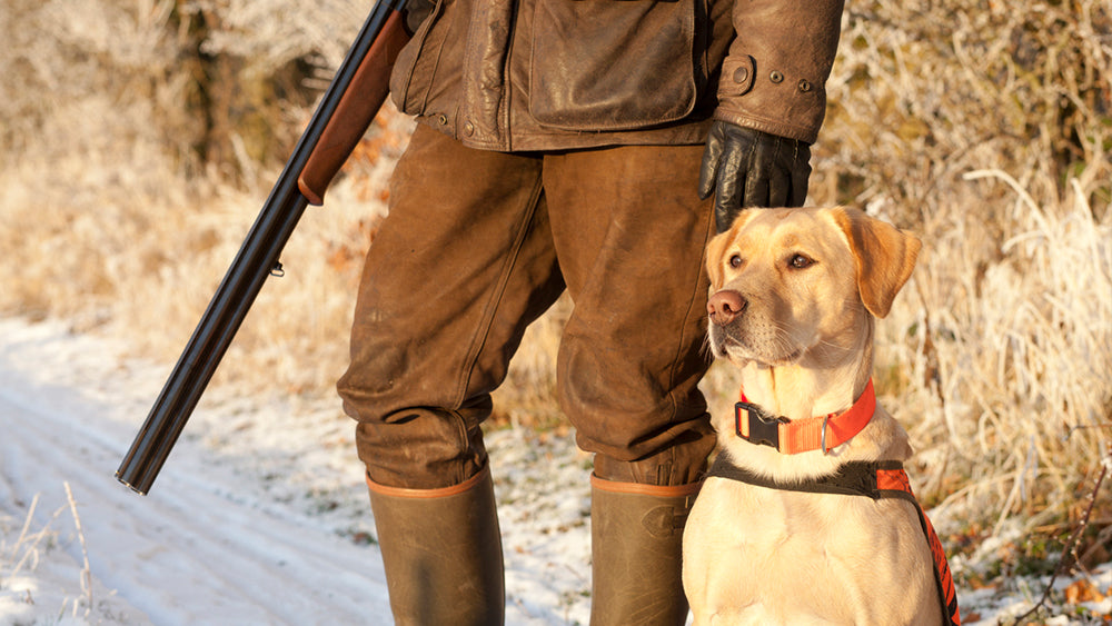 Comfort With Gunfire - dog training