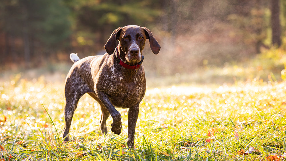 hunting terrain - dog training