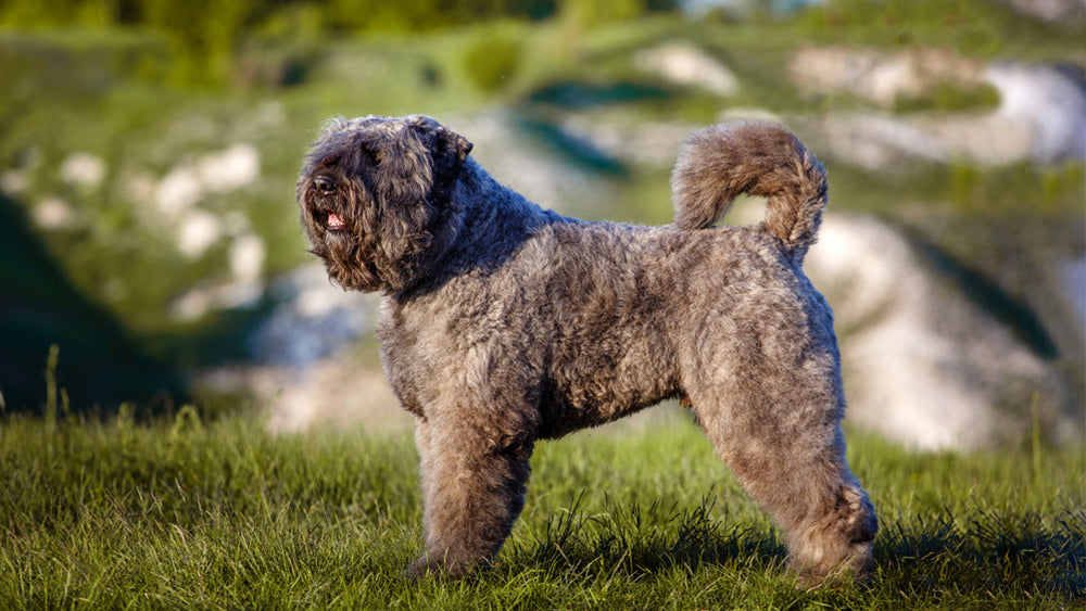 Perro policía de Bouvier des Flandres