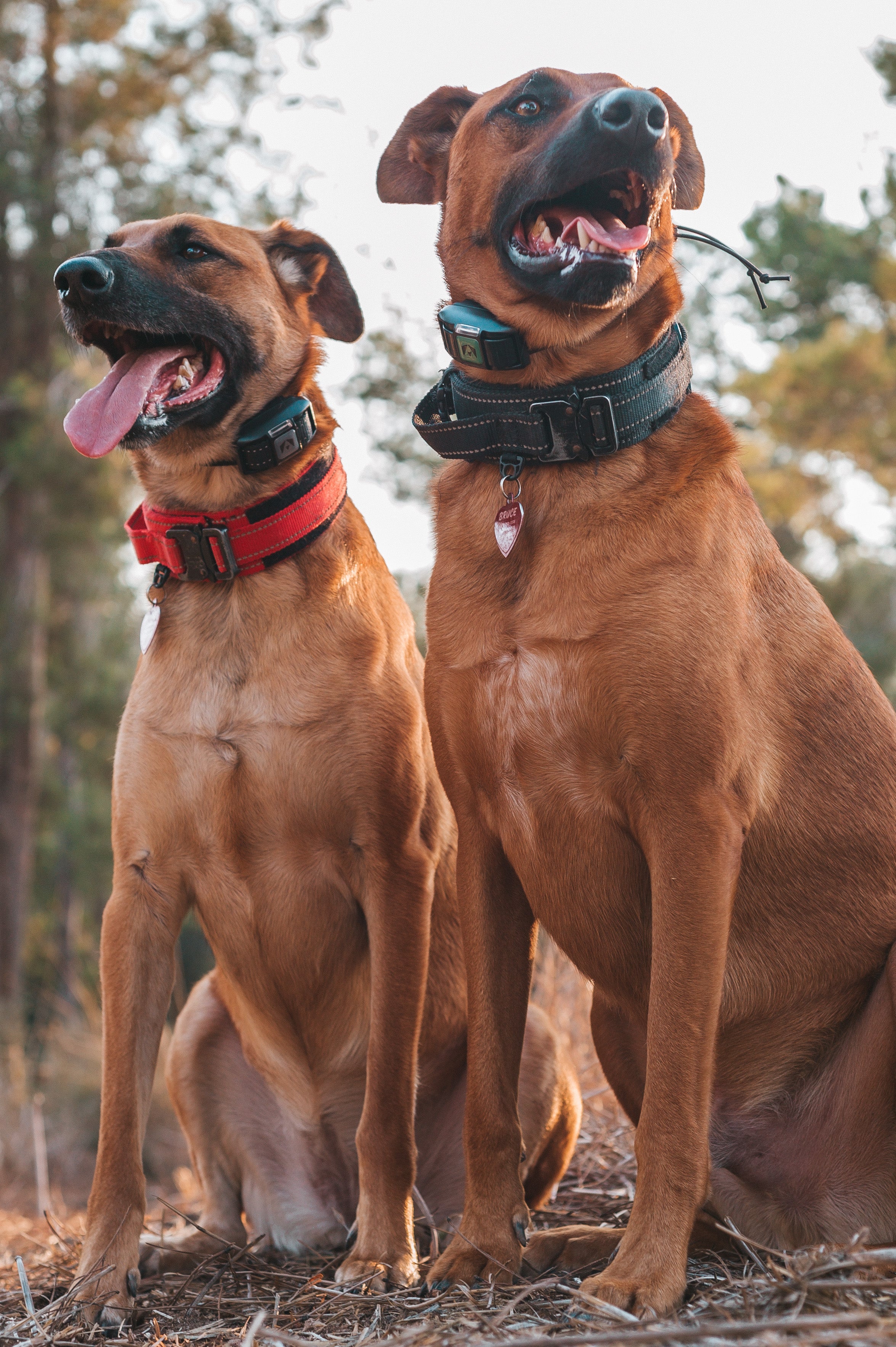 mejor collar de choque