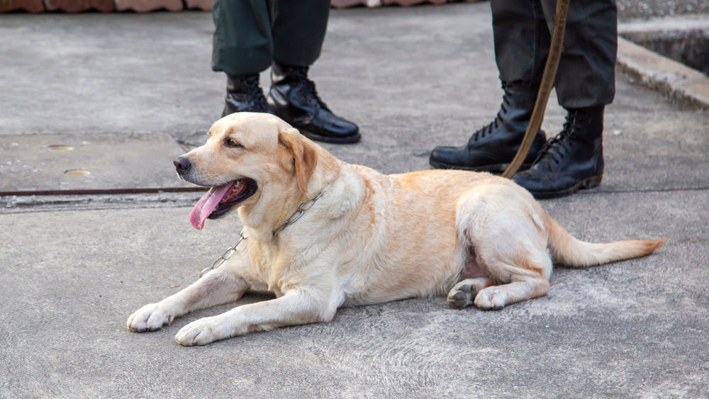 Labrador Retriever police dog 