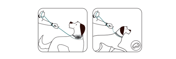 Common mistakes when using an e collar fence training