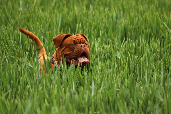 Dogue de Bordeaux