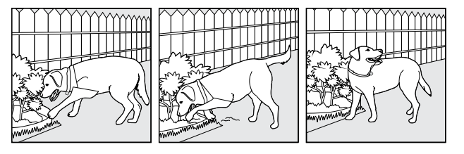 Dog digging