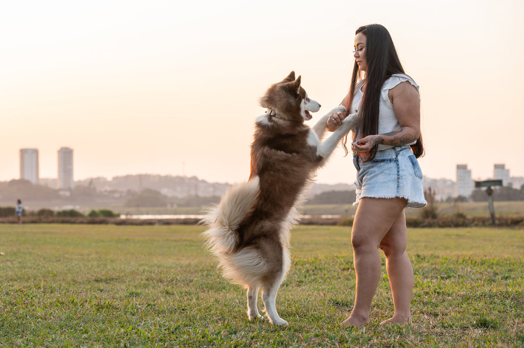 perros saltando sobre la gente