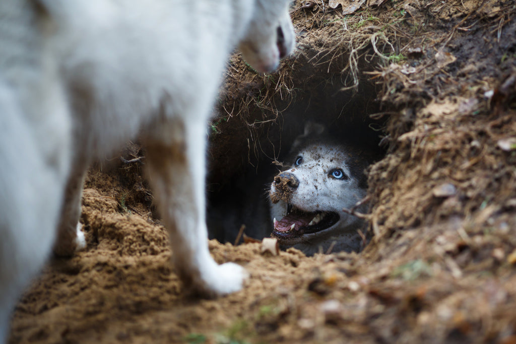 Dealing with digging dogs