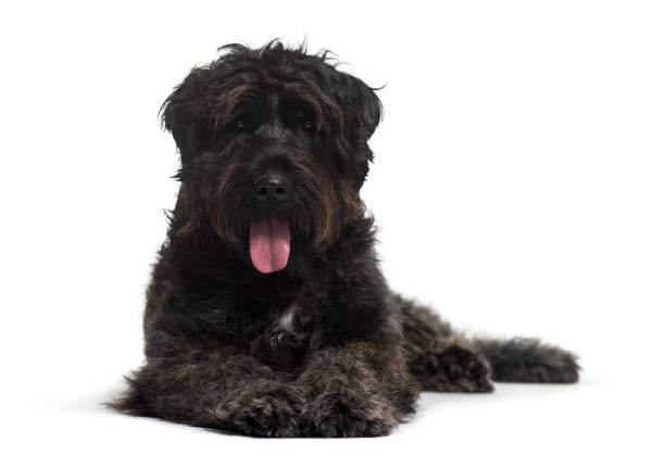 Bouvier des Flandres Dog