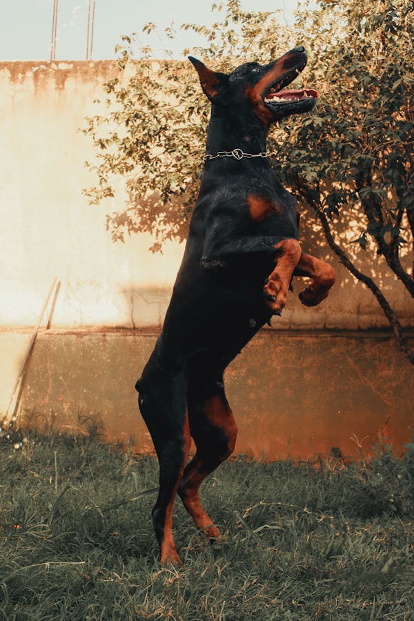 Dobermann dog