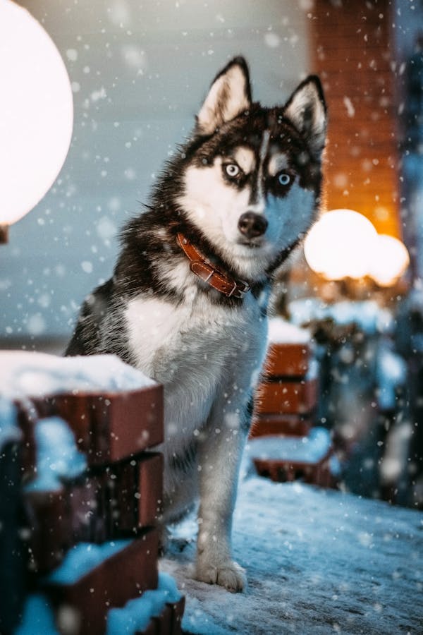 Siberian Husky dog