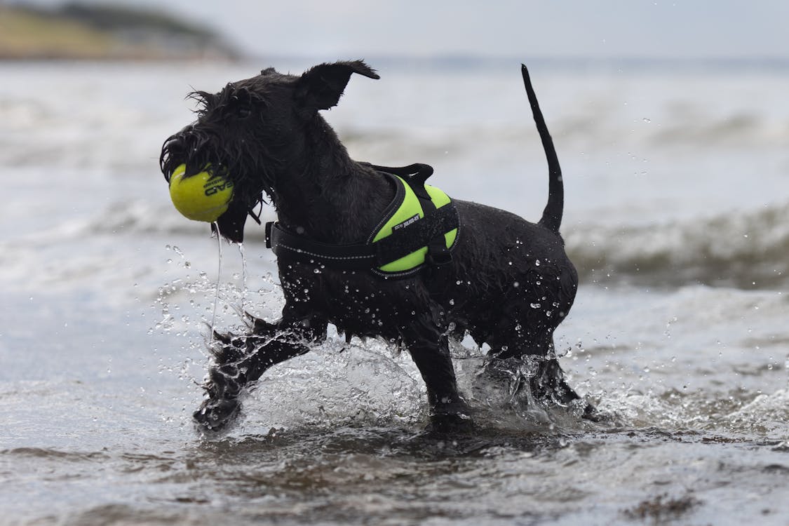 Giant Schnauzer dog