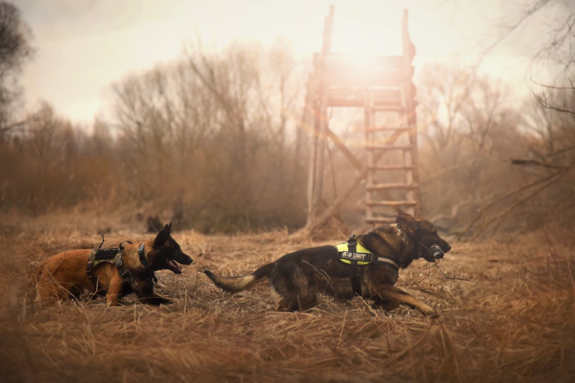 Service dogs training
