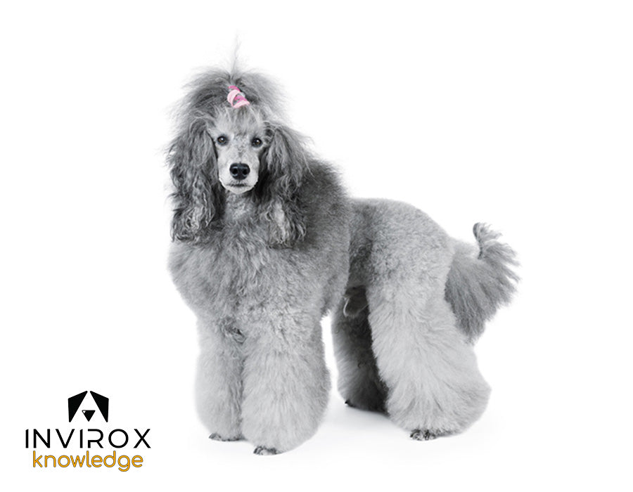 INVIROX - Poodle Dog
