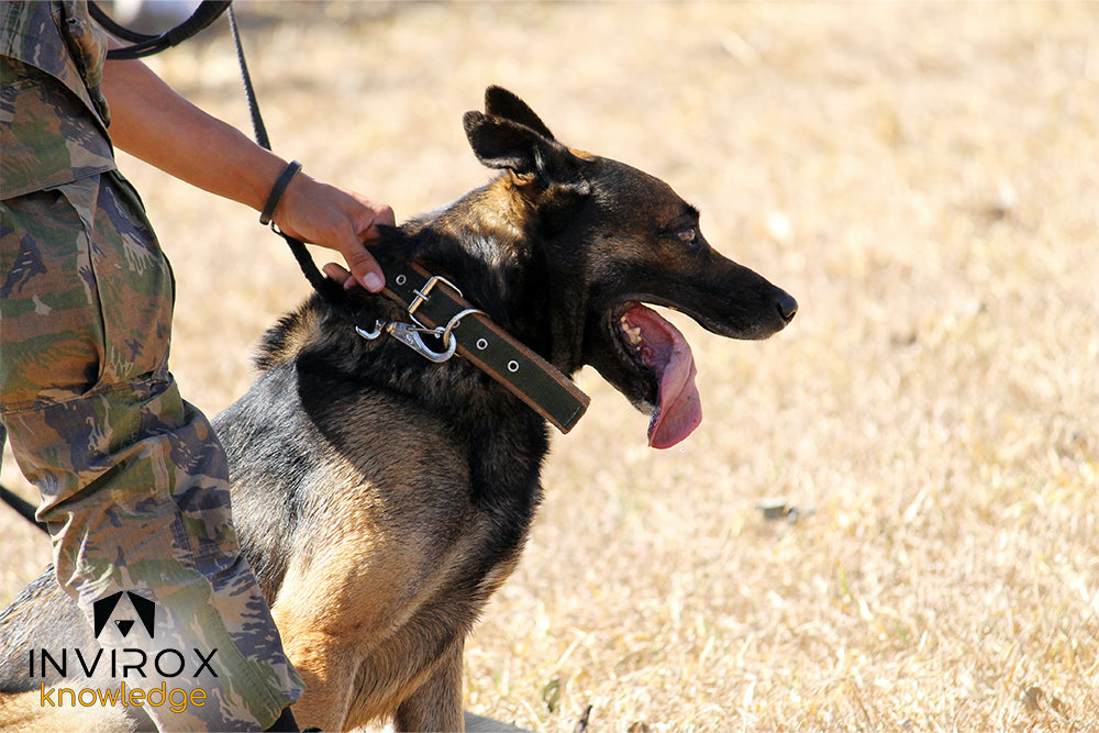 INVIROX - Adiestramiento canino K-9