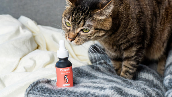 Cat and CBD Cat Oil