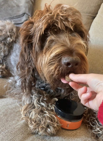 Person Feeding the Dog with Penguin CBD Dog Treats