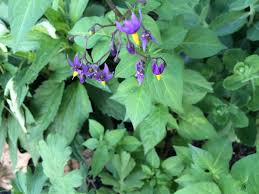 1.	Atropa Belladonna (Deadly Nightshade)