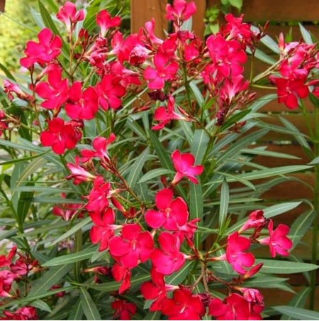 red Oleander plant