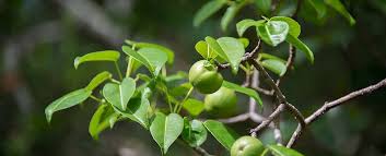 Manchineel Tree