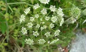 water hemlock