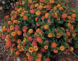 Lantana