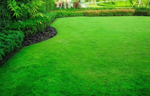 green grass and healthy plants