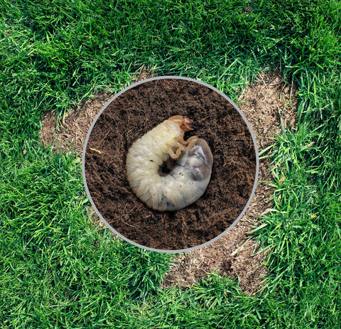 grub worm under lawn