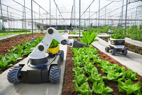 lettuce cropping robots