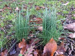 Wild Onion/Garlic (Allium vineale)