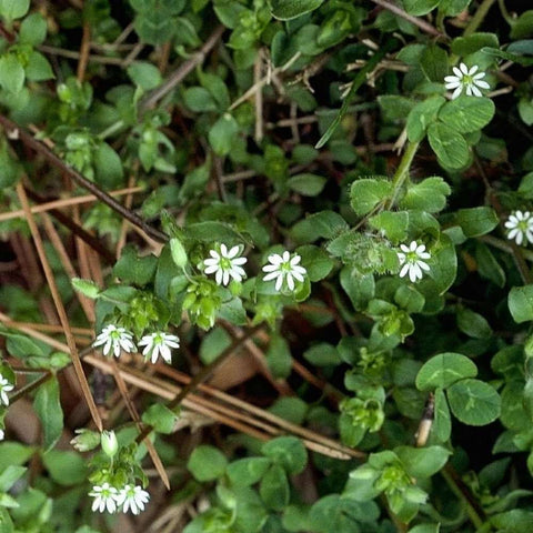 Chickweed