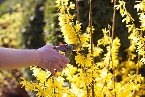 pruning plants