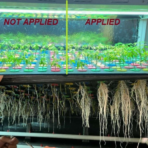 rooting hormone