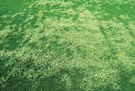 7 Annual Bluegrass (Poa annua)