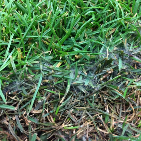 Pythium