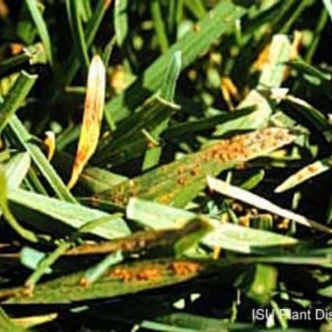 Rust Lawn Disease 