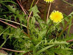 Dandelion (Taraxacum officinale)  